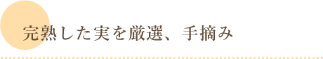 完熟した実を厳選、手摘み