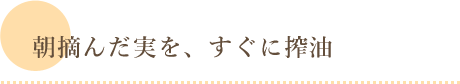 朝摘んだ実を、すぐに搾油